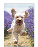 This joyful birthday card has a photographic image of a cockapoo dog, racing toward the camera through a lavender field. 