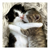 Snuggle Up - Cattitude greeting card
