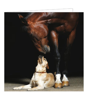 This blank greetings card by is decorated with a stunning photograph by Viktoria Makarova showing horse and dog in a friendly pose that looks like a work of fine art. The chestnut horse and pale dog seem to glow against the dark, impenetrable background.