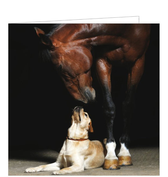 This blank greetings card by is decorated with a stunning photograph by Viktoria Makarova showing horse and dog in a friendly pose that looks like a work of fine art. The chestnut horse and pale dog seem to glow against the dark, impenetrable background.