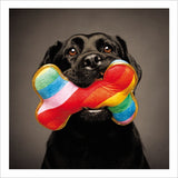 Rainbow bone - Loose Leashes greetings card