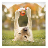 Cheese! - Loose Leashes greetings card