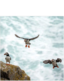 Puffins on Lundy Island - National Trust greetings card