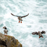 Puffins on Lundy Island - National Trust greetings card