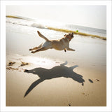 Chase, the joy seeker - Loose Leashes greetings card