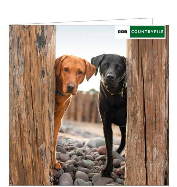 This greetings card from the BBC Countryfile card range features a photograph of two labrador dogs one yellow, one black, peeking between wooden posts on a cobble beach.  