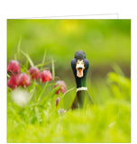 This blank card from the BBC Countryfile greetings card range features a fabulous photograph of a mallard duck, seemingly honking right at the camera. The back of this blank greetings card gives further information on mallard ducks, their habitats and the duck's latin name, Anas platyrhynchos.