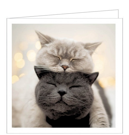 This adorable blank card features a photograph of two cats in a blissful catnap, with a light grey cat resting its head on a dark grey cat.