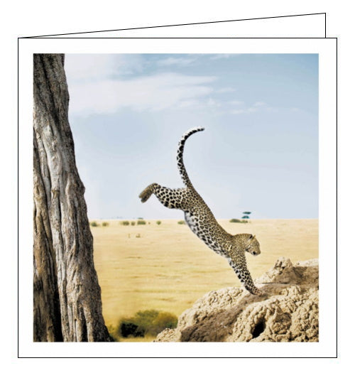 This blank greetings card features a perfectly times photograph of a cheetah as it leap from a tree onto a rock.