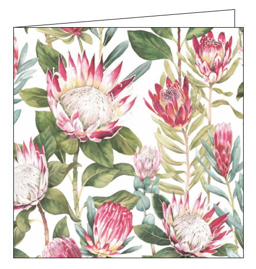 This blank greetings card features detail from one of Sanderson's iconic wallpaper and fabric designs showing a grouping of tall King Protea flowers with richly pink petals.