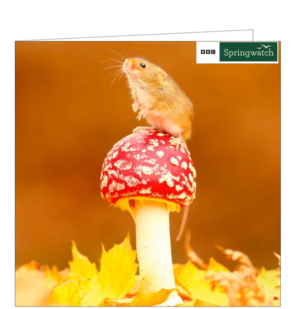 BBC Springwatch greetings card featuring photograph of a mouse perched on a toadstool