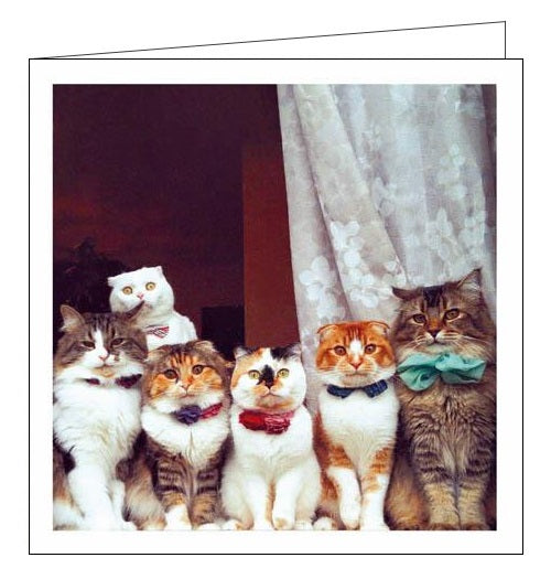 Cattitude cards - blank cat cards, cute cat cards, funny cat cards