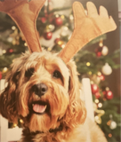 Christmas Dogs - Box of 10 Christmas cards
