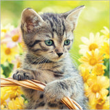 Kitten in flowers - Pack of 6 notelets