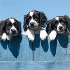 Dogs over fence - Pack of 6 notelets
