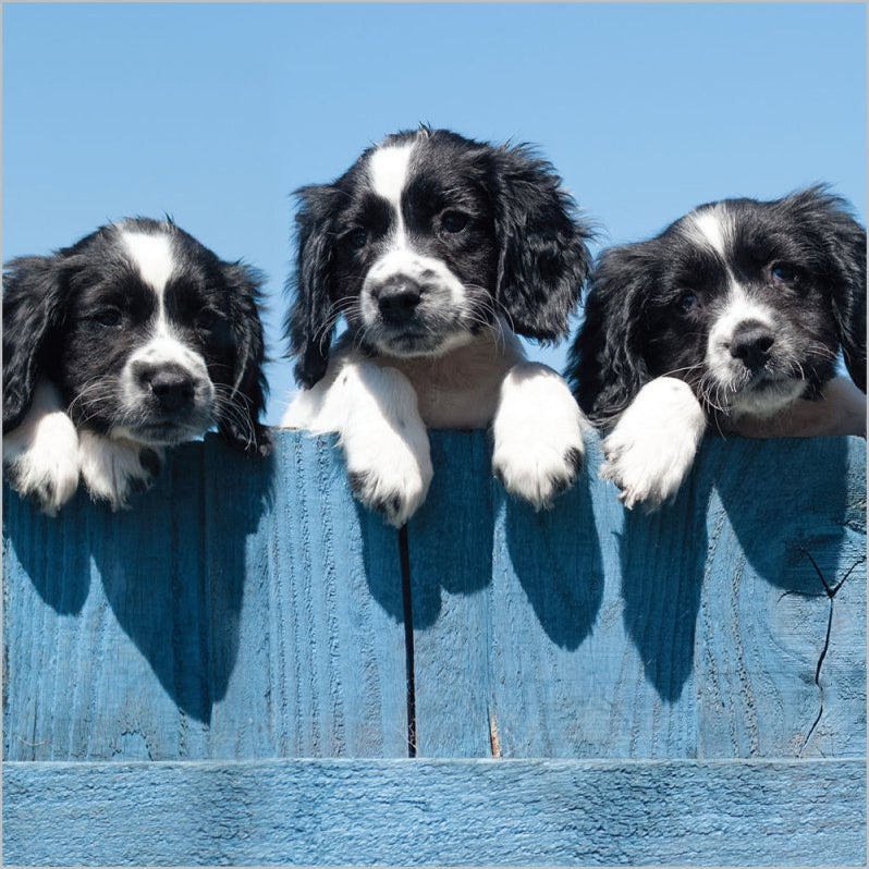 Dogs over fence - Pack of 6 notelets