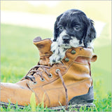 Puppy in a boot - pack of 6 notecards