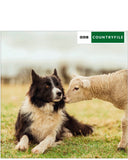 Border Collie dog and Lamb - BBC Countryfile card