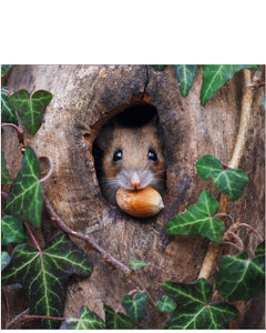 Woodmouse - Nature Tales blank card