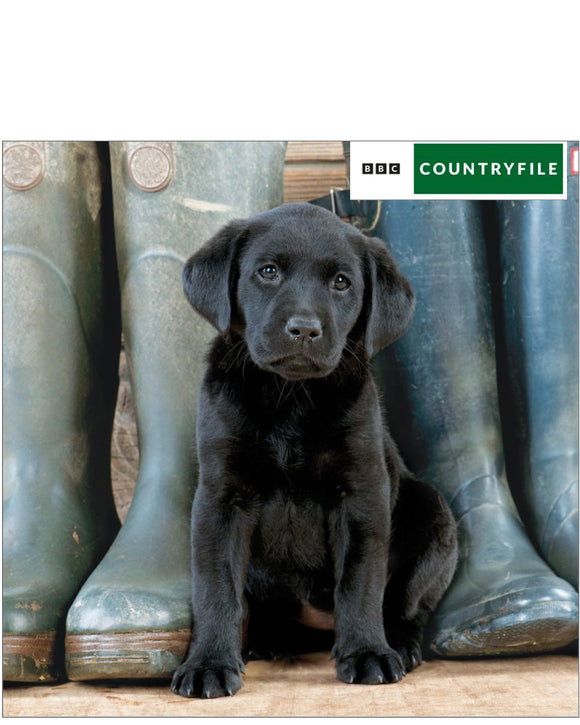 Black Labrador Puppy - BBC Countryfile greetings card