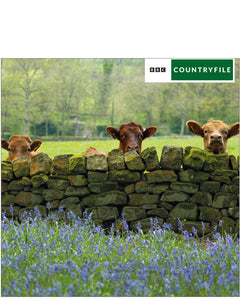 Cows in Nidderdale - BBC Countryfile greetings card