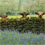 Cows in Nidderdale - BBC Countryfile greetings card