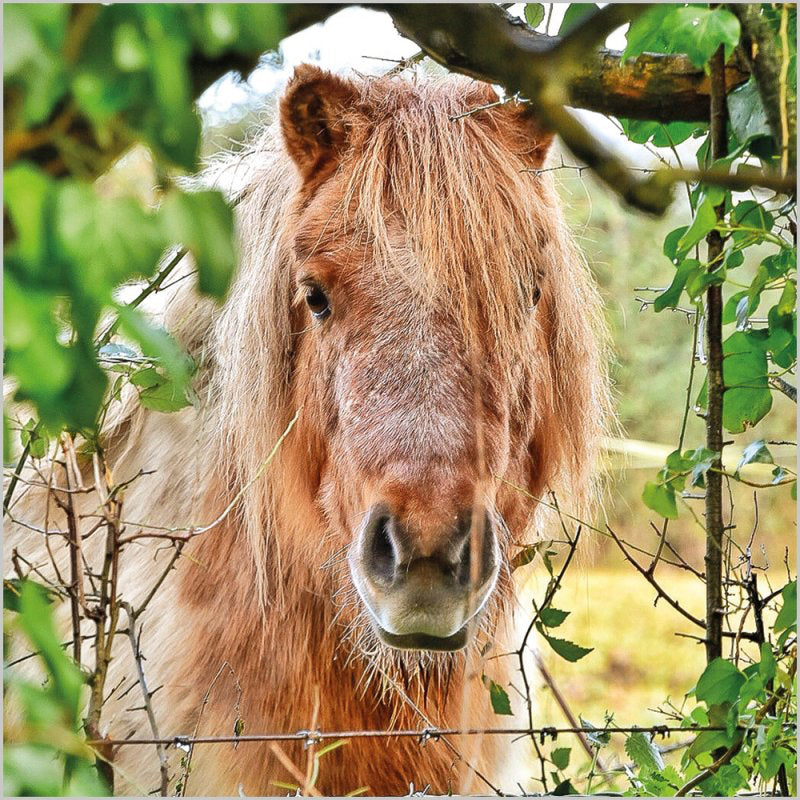 BBC Countryfile Shetland Pony - Blank Card