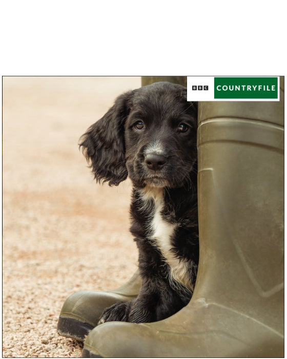 Working cocker spaniel Puppy - BBC Countryfile greetings card