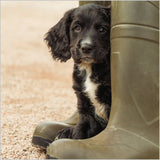 Working cocker spaniel Puppy - BBC Countryfile greetings card