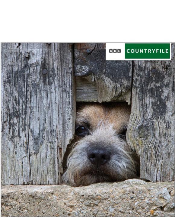 Border terrier - BBC Countryfile card