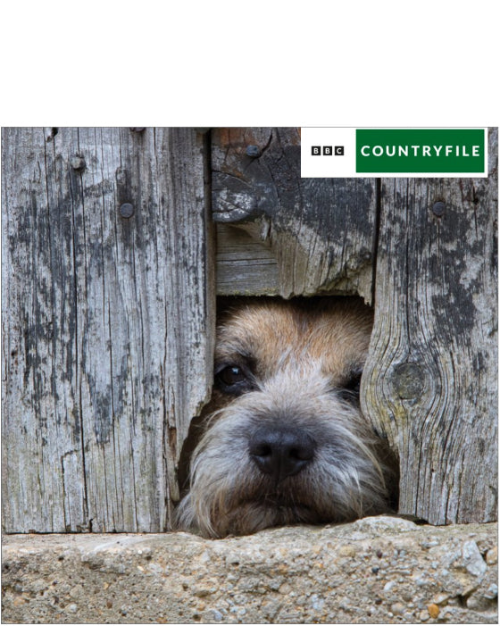 BBC Countryfile Border Terrier - Blank Card