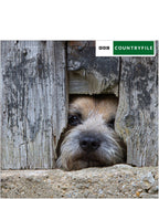 BBC Countryfile Border Terrier - Blank Card