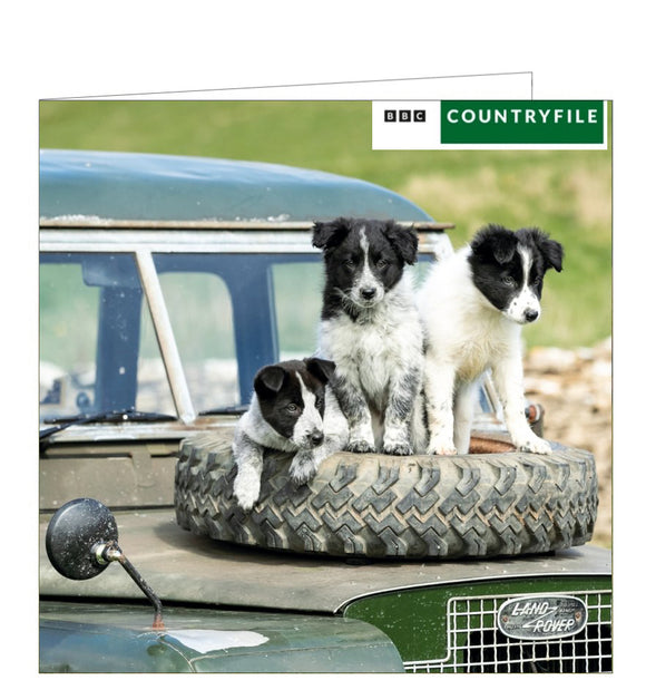 This blank greetings card from the BBC Countryfile card range features a photograph of three very cute border collie pups sitting on the bonnet of a landrover.