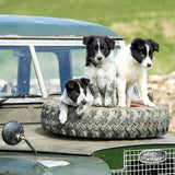 Border collie pups - BBC Countryfile greetings card
