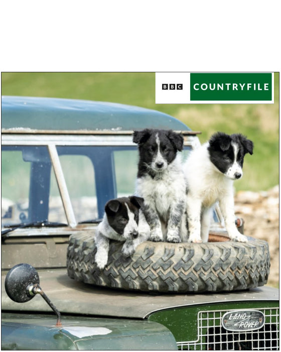Border collie pups - BBC Countryfile greetings card