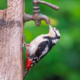 Great spotted Woodpecker - BBC Springwatch greetings card