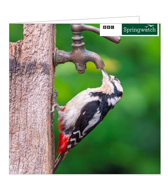 This blank card from the BBC Springwatch range features a photograph of a great spotted woodpecker (Dendrocopos major) taking a drink of water from a garden tap.