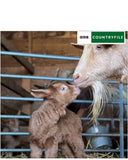 Guernsey Nanny goat & kid - BBC Countryfile card