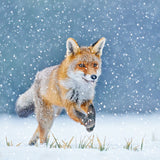 Fox in Snow - Pack of 8 charity Christmas cards