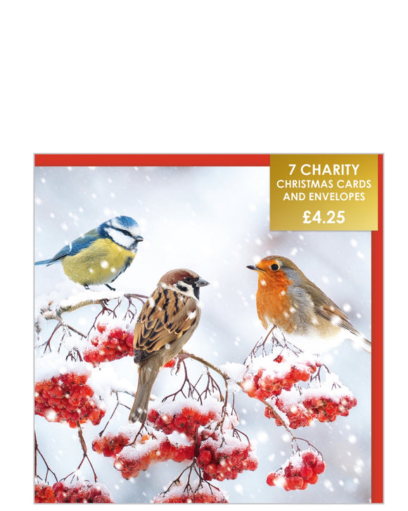 Robin, sparrow and blue tit - Pack of 7 charity Christmas cards