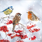 Robin, sparrow and blue tit - Pack of 7 charity Christmas cards