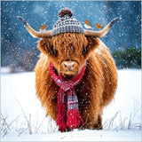 Highland cow and robins - Pack of 7 charity Christmas cards
