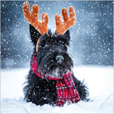 Jolly Scottish Terrier - Pack of 7 charity Christmas cards