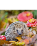 European Hedgehog - Nature Tales blank card