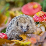 European Hedgehog - Nature Tales blank card