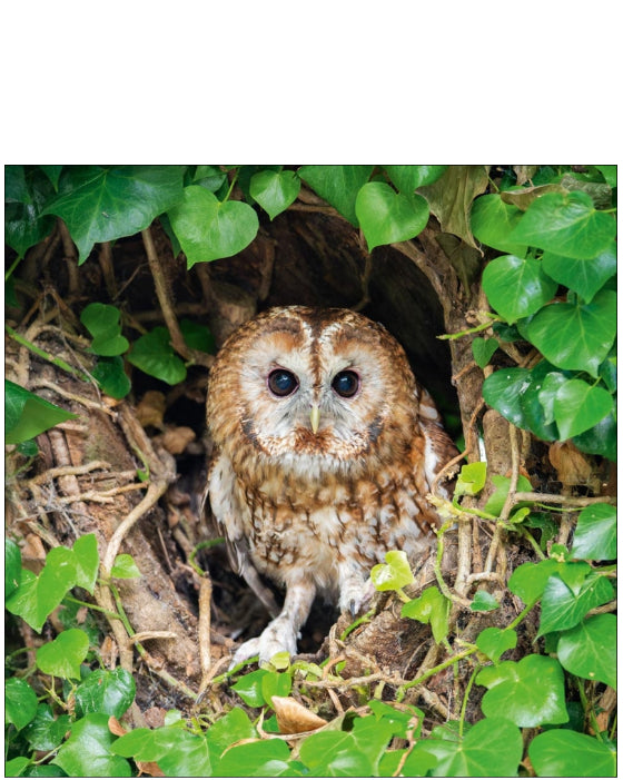 Tawny Owl - Nature Tales blank card
