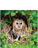 Tawny Owl - Nature Tales blank card