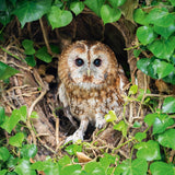 Tawny Owl - Nature Tales blank card
