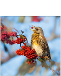 Nature Tales Fieldfare - Blank Card