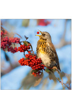Nature Tales Fieldfare - Blank Card